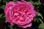 Rosier Sir Edward Elgar